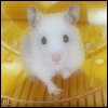 ozapedely's Avatar